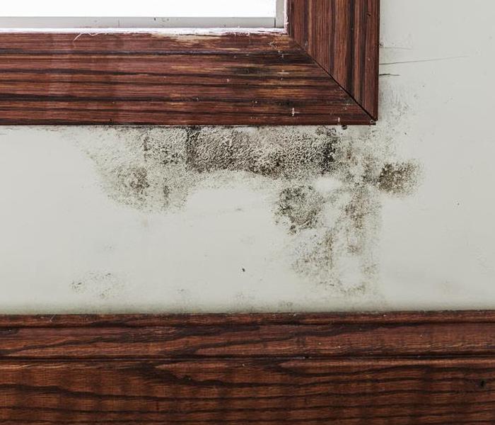 Black mold on a drywalled wall between a window and the baseboard trim